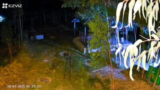 Leopard Night Attack Caged Pets.