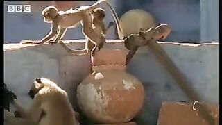 Monkey Warriors.