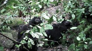Chimpanzee group aggression.