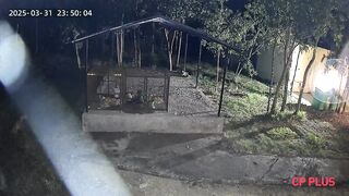 Leopard attacks caged dogs.