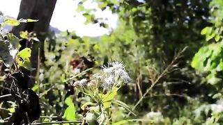 Forest & Foods