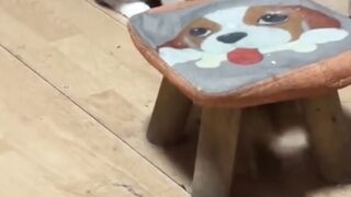 Check out this cat's reaction! ???? #CatLovers #Shorts #meowtales
