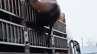 Unbelievable animal moment