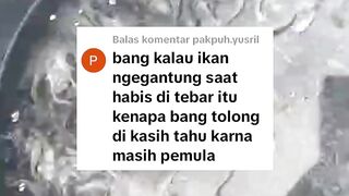 Penyebab ikan lele menggantung setelah ditebar kekolam
