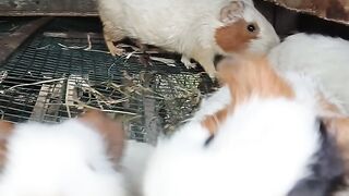 lagi Makan pisang