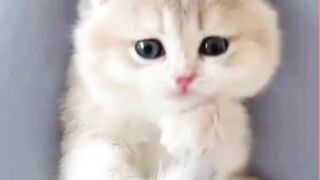 When Baby Cats Forget How to Adorable Baby Cat Videos That Will Melt Your Heart! ????