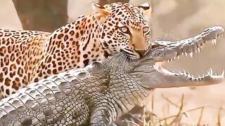 Leopard VS Crocodile