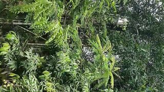 A beautifull garden.