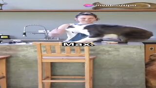 The great pet heist: cat vs dog