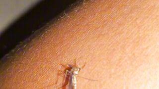 Tried to Blow It Away… But It Was Stuck While Biting! The Bravest Mosquito Ever! ????????