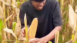 সিংহটা শাহাদতকে বা_চা_লো