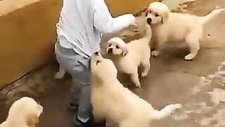 Funny Kid & Dogs