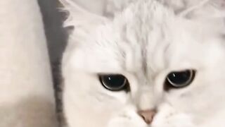 The Cutest & Funniest Cat Funny Animals Cat Videos" Cute Kitties Funny Cat Videos