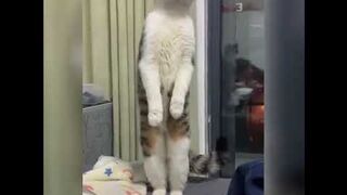 cute cat funny kitten videos _ Funny Cat Videos _ Footage No Copyright