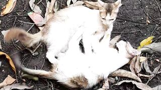 My beloved cats