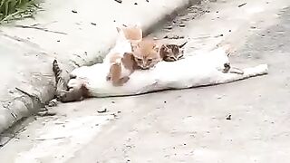 Cat new Life