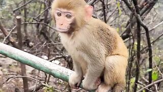 Anak monyet lucu