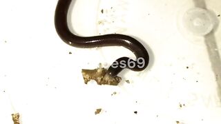 Teliya-Brahminy Blind-Flowerpot Common Blind-Hawaiian Blind Snake