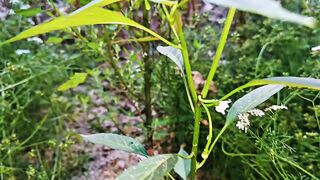 ????????️ মরিচ গাছ ঝোপালো করে ফলন বৃদ্ধির কৌশল! ????️????