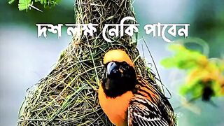 একটা সূরা পড়লে ১০ লক্ষ নেকি পাওয়া যায়
