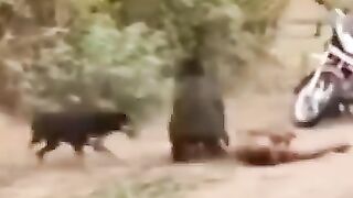 Dangerous animal attack