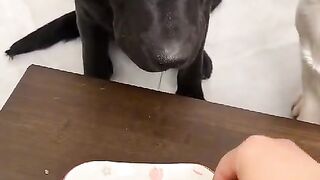 Fun Video