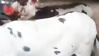 Funny animal videos