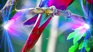 ## টিয়া পাখি \\\\ Parrot # #