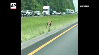 Runaway kangaroo shuts down traffic in Alabama.