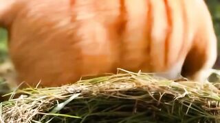 The story of the cat and the tiger cub. @tiger #cat