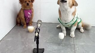 Funny dog singing.  ???? so funny.  Funny dogs ????.  Funny dogs
