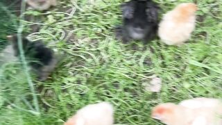 Golden buff chicks ???? in Lahore.