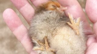 Funny chicks video. So funny. Golden buff chicks ???? in Lahore.