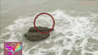 sea creatures no one spouse to see