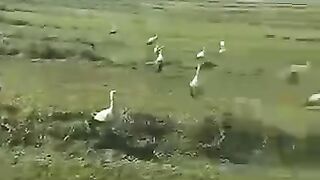 Storks in a freshly mown field are looking for prey