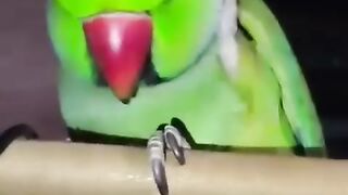 Talking parrot