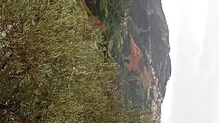 Nature viral