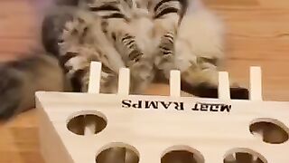A toy for a cat