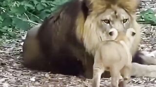 Father's Love