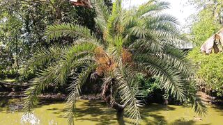 খেজুর গাছ ১৭ বছর পুকুরে নিমজ্জিত ফল দিয়ে যাচ্ছে!