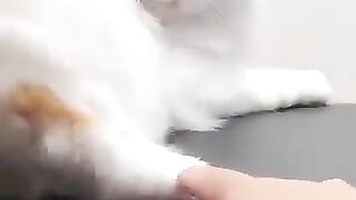 Cute funny cat videos#