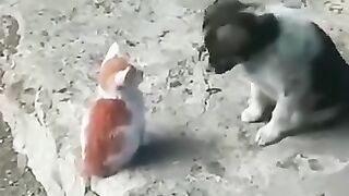 # Funny cat videos#