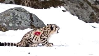 Snow Wolf helps Snow Leopard Cub