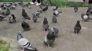 Beauty birds
