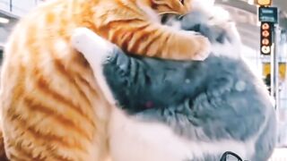 #foryou #foryoupage #fyp #foryoupageofficiall #viral #viralvideo #viraltiktok #tiktokviral #tiktokindia