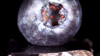 Blueberry between two magnet