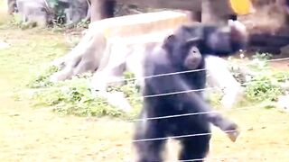 Funny monkey