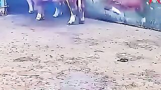 Latest animal funny video