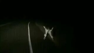 Bunnies are fighting near the road