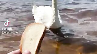 The swan takes the bread directly from his hands